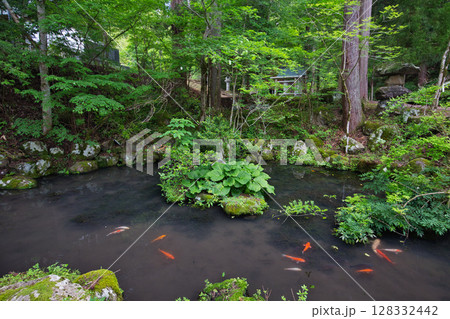 新緑にそびえる稲荷の大杉 128332442