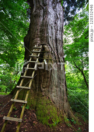 新緑にそびえる稲荷の大杉 128332446