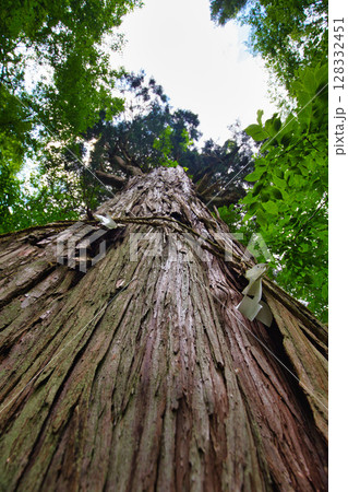 新緑にそびえる稲荷の大杉 128332451