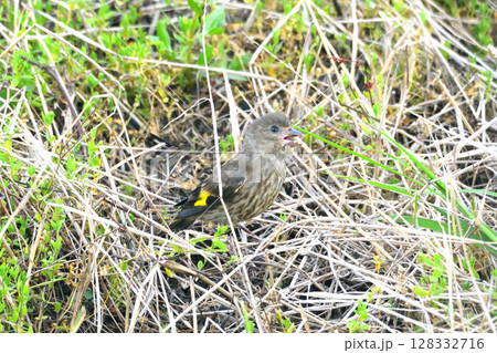 カワラヒワの親子、幼鳥 カワラヒワの親子、幼鳥 128332716