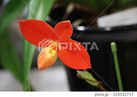 オレンジ色の花びらのフラグミパディウム属の花のアップの風景 オレンジ色の花びらのフラグミパディウム属の花のアップの風景 128332717