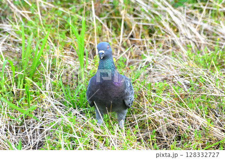 ハト、はと、鳩 128332727