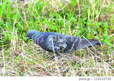 ハト、はと、鳩 ハト、はと、鳩 128332730