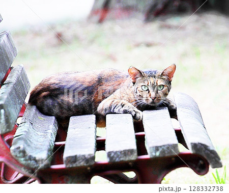 公園のベンチの街猫 公園のベンチの街猫 128332738