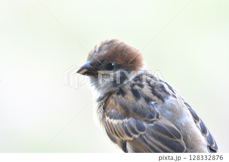 スズメ　スズメの親子、幼鳥 128332876