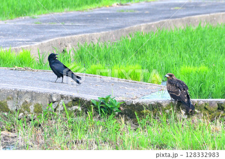 獲物を取り合うトンビとカラス 128332983