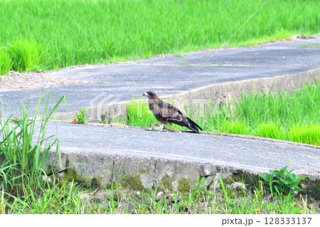 里山の鳶、トンビ 里山の鳶、トンビ 128333137