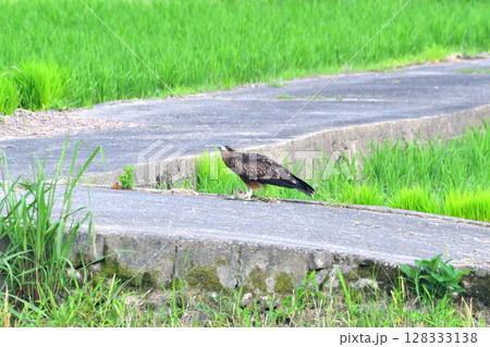 里山の鳶、トンビ 128333138