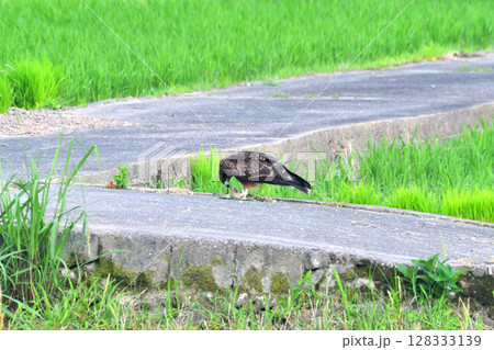 里山の鳶、トンビ 128333139