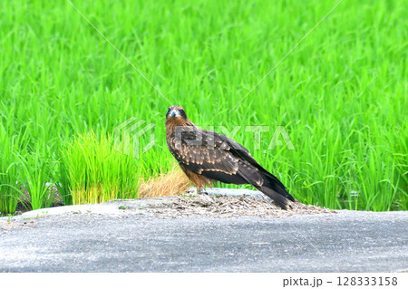 里山の鳶、トンビ 里山の鳶、トンビ 128333158