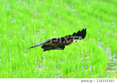 里山の鳶、トンビ 里山の鳶、トンビ 128333163