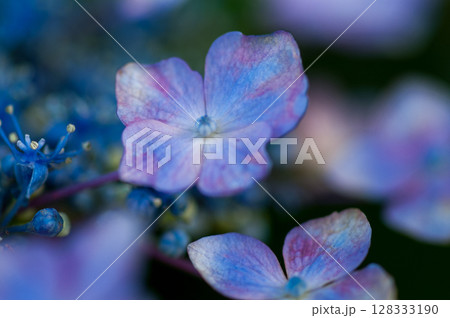 紫陽花 紫陽花 128333190