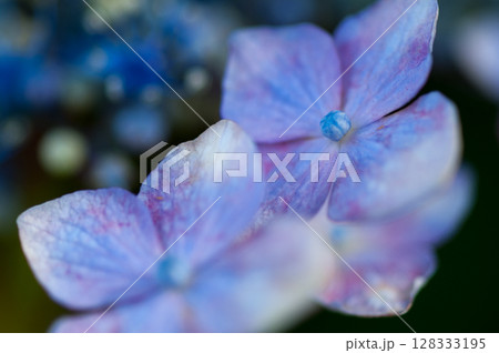 紫陽花 128333195