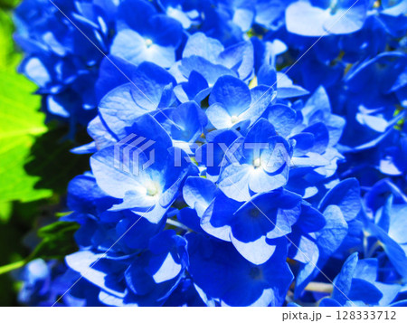 セイヨウアジサイのきれいな花の風景 セイヨウアジサイのきれいな花の風景 128333712