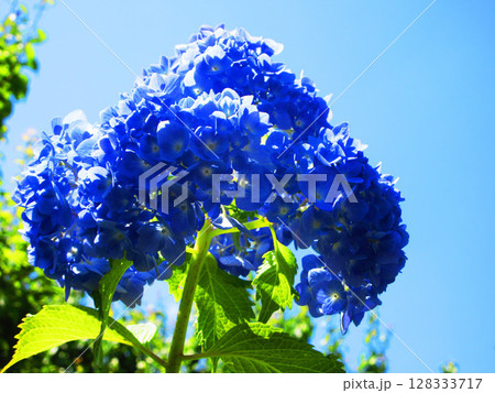 セイヨウアジサイのきれいな花の風景 セイヨウアジサイのきれいな花の風景 128333717