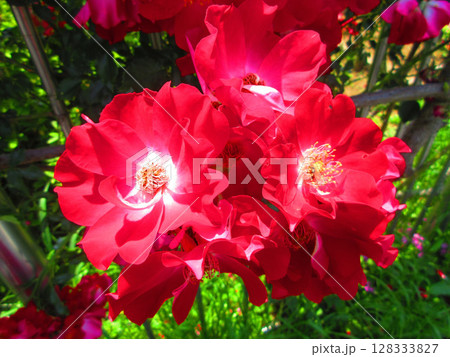 真っ赤なツルバラの花の美しい風景 128333827