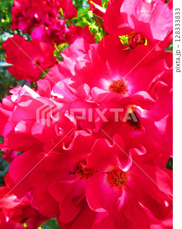 真っ赤なツルバラの花の美しい風景 真っ赤なツルバラの花の美しい風景 128333833