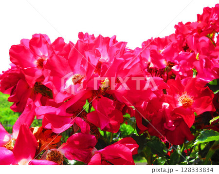 真っ赤なツルバラの花の美しい風景 128333834