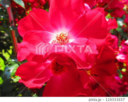 真っ赤なツルバラの花の美しい風景 真っ赤なツルバラの花の美しい風景 128333837