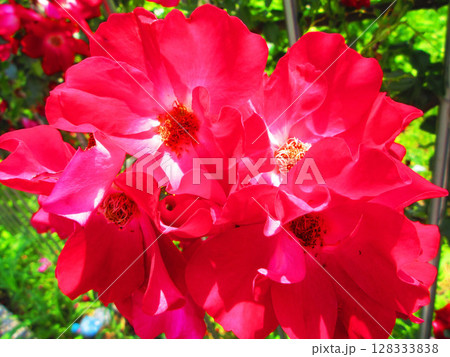 真っ赤なツルバラの花の美しい風景 真っ赤なツルバラの花の美しい風景 128333838