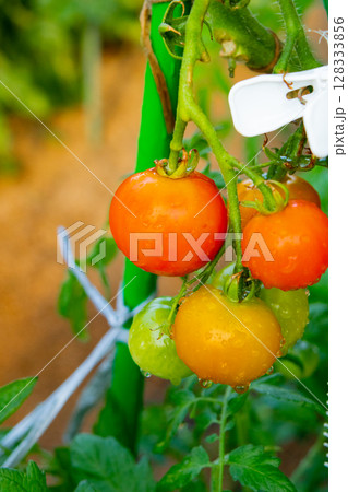 半分色づき始めたミニトマト 半分色づき始めたミニトマト 128333856