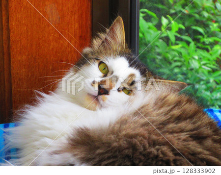 三毛猫（縞三毛猫）のかわいらしい姿 128333902