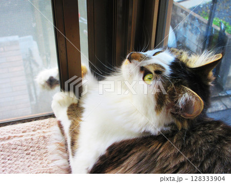 三毛猫（縞三毛猫）のかわいらしい姿 128333904