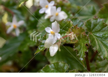 ベコニア・ナウモニエンシス【インドネシア原産】 128333934