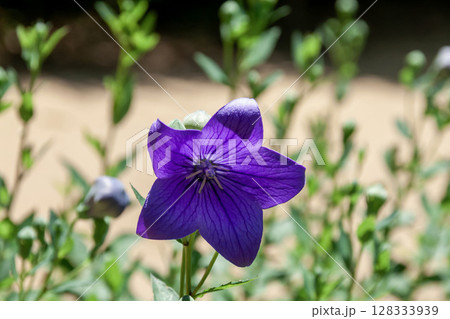 日当たりいい所が好きな紫色のキキョウ【キキョウ科】 128333939