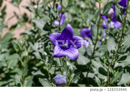日当たりいい所が好きな紫色のキキョウ【キキョウ科】 128333940