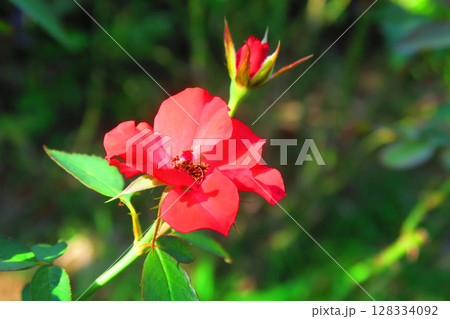 赤い小さなバラの花の風景 128334092