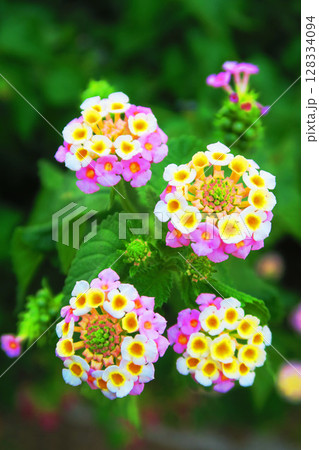 ランタナの花のある風景 128334094