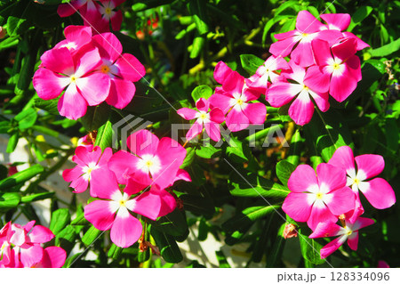 ピンク色のニチニチソウの花の風景 ピンク色のニチニチソウの花の風景 128334096