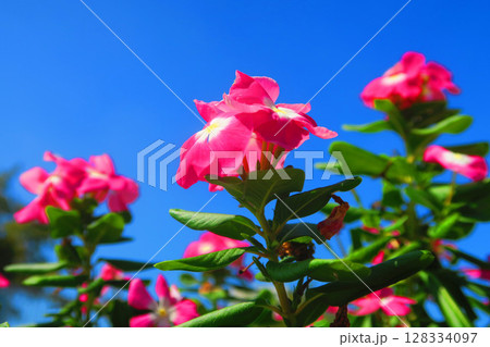 ピンク色のニチニチソウの花と青空の風景 ピンク色のニチニチソウの花と青空の風景 128334097