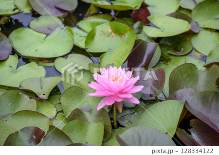 睡蓮 スイレン ピンク 花 初夏 梅雨 睡蓮 スイレン ピンク 花 初夏 梅雨 128334122