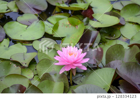 睡蓮 スイレン ピンク 花 初夏 梅雨 睡蓮 スイレン ピンク 花 初夏 梅雨 128334123