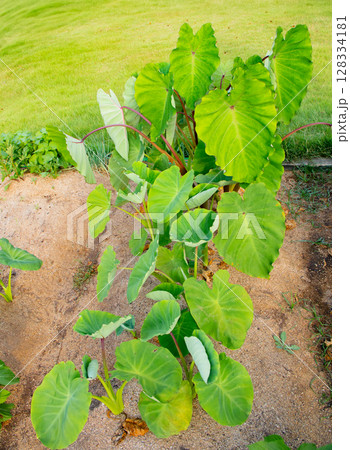 家庭菜園で育成中の里芋の葉 128334181