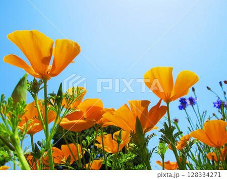 ハナビシソウと青空の美しい風景 ハナビシソウと青空の美しい風景 128334271