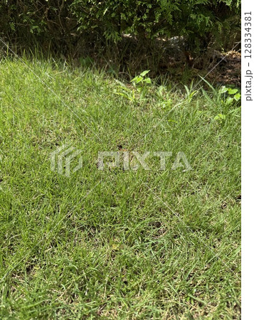 芝生にいるバッタ 芝生にいるバッタ 128334381