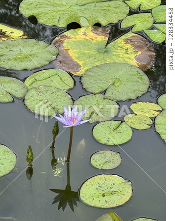 モネの庭の青い睡蓮の花 モネの庭の青い睡蓮の花 128334488
