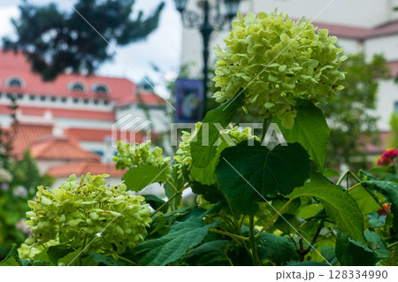 花のみち 花のみち 128334990