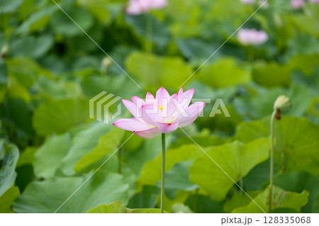 ハス 花 初夏 梅雨 7月 イメージ 128335068