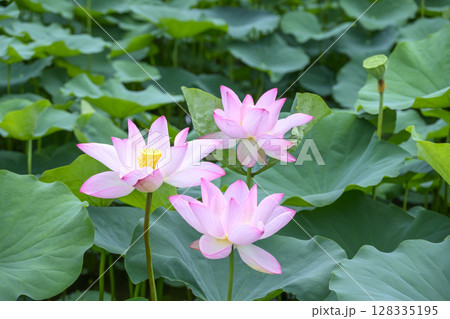ハス 花 初夏 梅雨 7月 イメージ 128335195