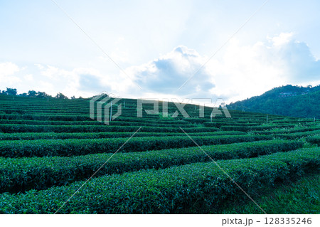 tea plantation and green tea plantation 128335246