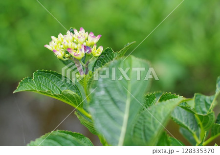 色づき始めた梅雨の訪れ 128335370