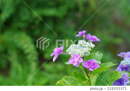 花開くガクアジサイの華やぎ 128335371