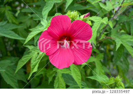 タイタンビカスの花 夏の花 イメージ タイタンビカスの花 夏の花 イメージ 128335497