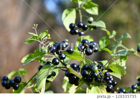 イヌホオズキ　Black Nightshade 128335735