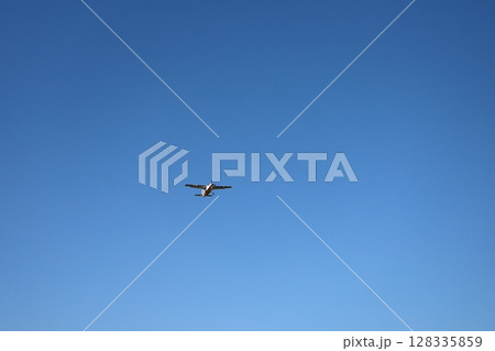 （さいたま・桶川飛行場）　上昇していくセスナ機 128335859
