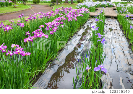 やさしい光降りそそぐ　雨上がりのあやめ園　秋田県横手市 128336149